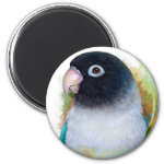 Black Masked Lovebird Realistic Painting Magnet
