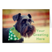 Black Miniature Schnauzer (Front Horizontal)