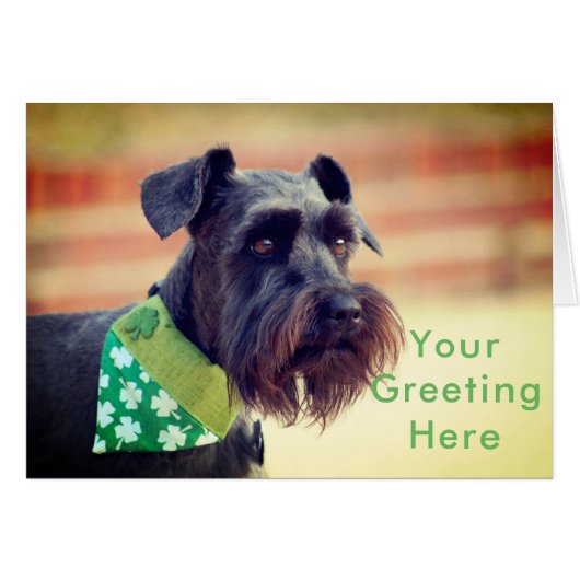 Black Miniature Schnauzer Cards (Front Horizontal)