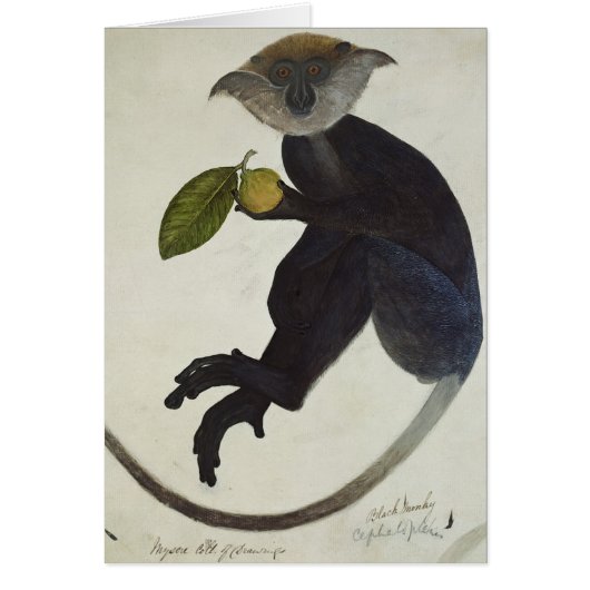 Black Monkey Cards (Front)