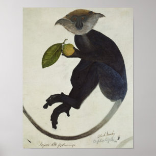 Black Monkey Poster
