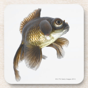 Black moor goldfish (Carassius auratus) 2 Beverage Coaster