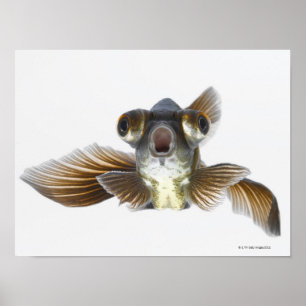 Black moor goldfish (Carassius auratus) 2 Poster