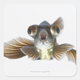 Black moor goldfish (Carassius auratus) Square Sticker