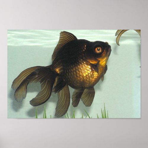 Black_moor Goldfish Portfolio Poster