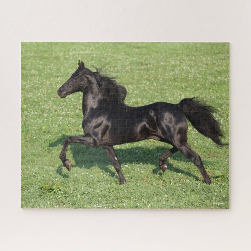 Black Morgan Stallion Mane and Tail Flowing Jigsaw Puzzle