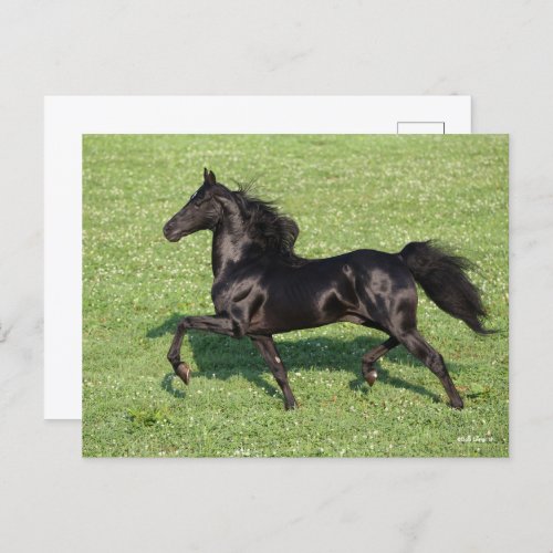 Black Morgan Stallion Mane and Tail Flowing Postcard