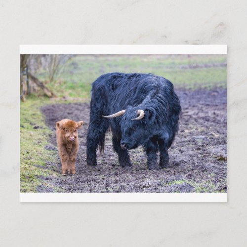 Black mother scottish highlander cow postcard