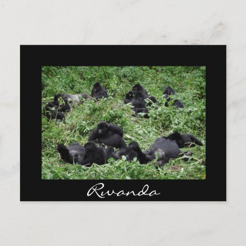 Black mountain gorilla group Rwanda postcard