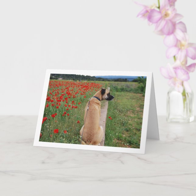 Black Mouth Cur Dog and Poppy Flowers Card (Orchid)