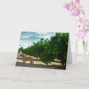 Black Mouth Cur Dog in Orange Grove Card