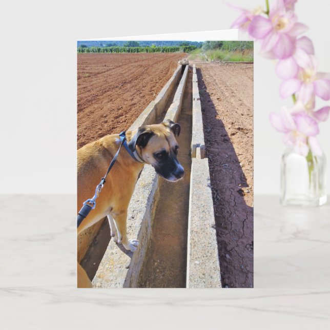 Black Mouth Cur Dog Portrait Card (Orchid)