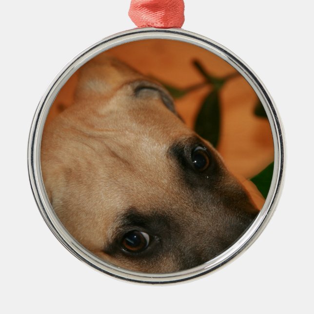 Black-mouth cur puppy metal ornament (Front)