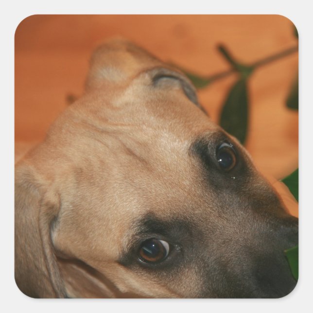 Black-mouth cur puppy square sticker (Front)