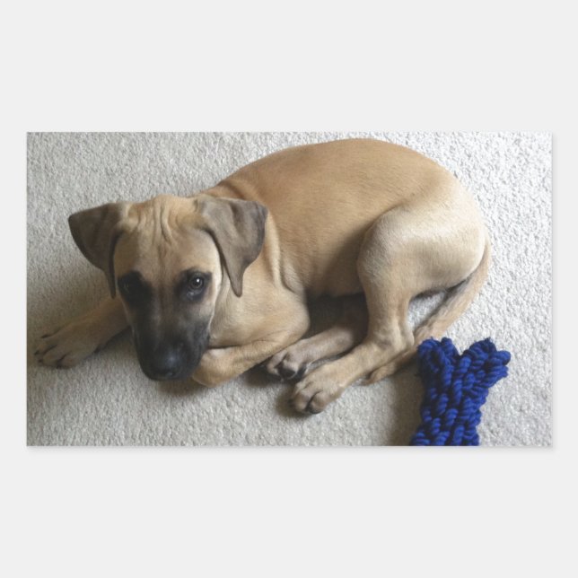 Black-mouth cur puppy with blue toy rectangular sticker (Front)