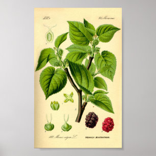 Black Mulberry (Morus nigra) Poster