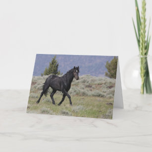 Black Mustang Stallion Folded Greeting Card