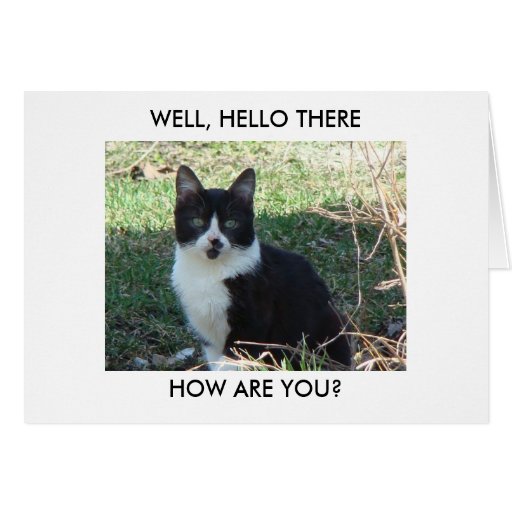 Black n white cat well hello there how are you card zazzle