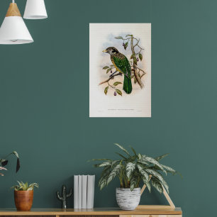 Black-naped Cat-bird by John Gould Poster