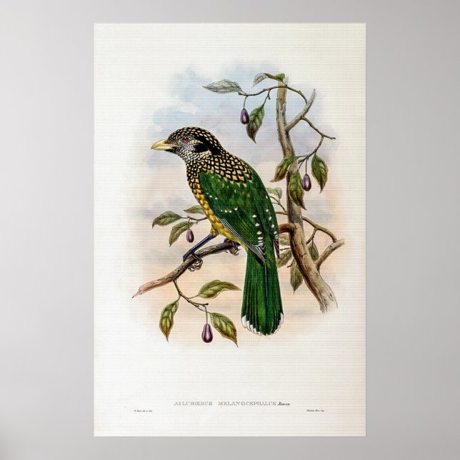 Black-naped Cat-bird by John Gould Poster (Front)