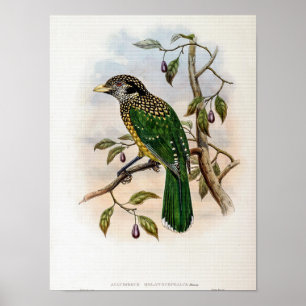 Black-naped Cat-bird by John Gould Poster