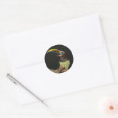 Black-necked aracari Toucan Classic Round Sticker (Envelope)