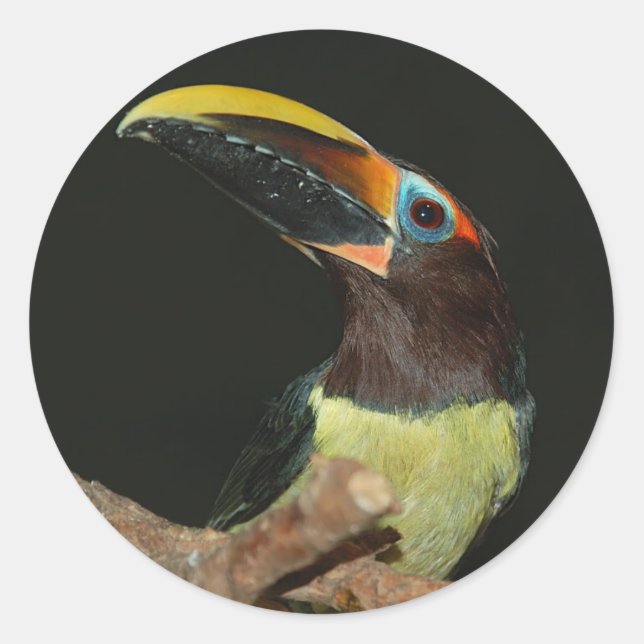 Black-necked aracari Toucan Classic Round Sticker (Front)