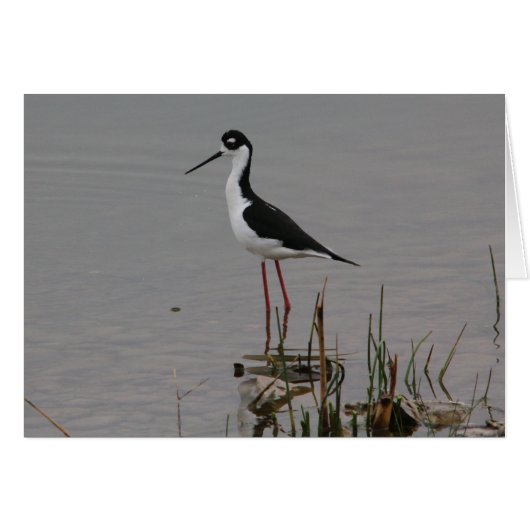 Black-necked Stilt Cards (Front Horizontal)