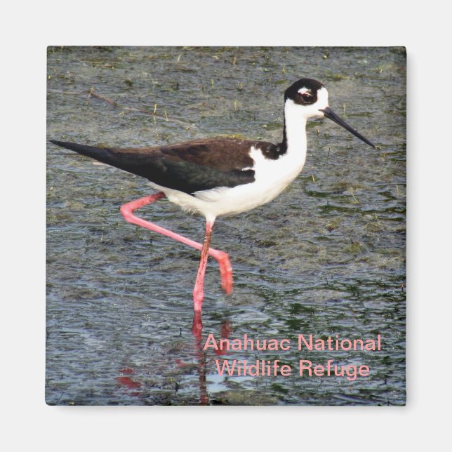 Black-Necked Stilt Magnet (Front)