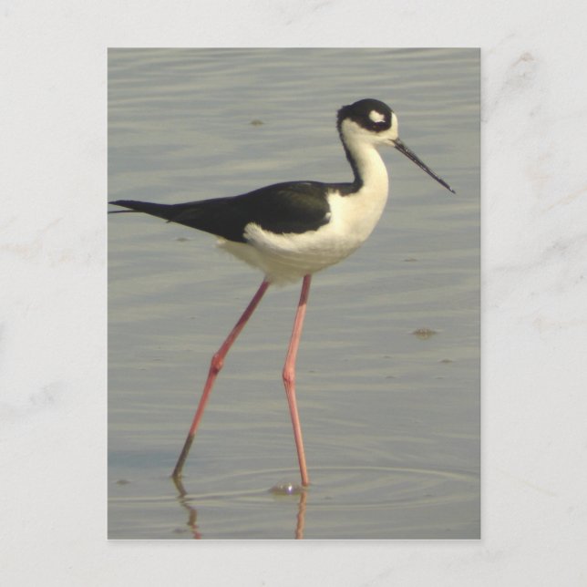 Black-necked Stilt Postcard (Front)