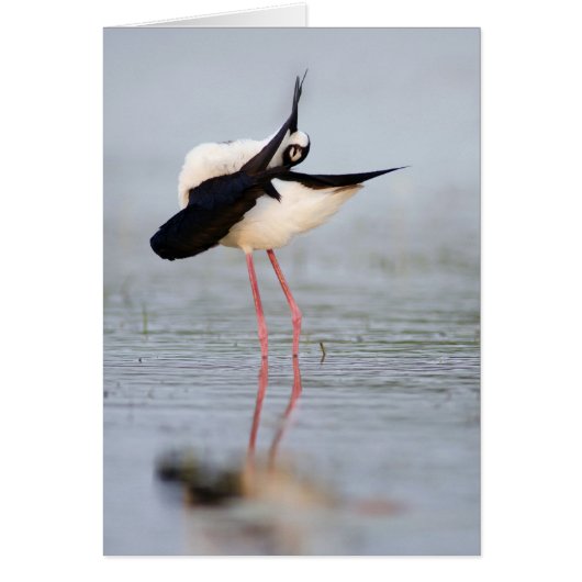 Black-necked Stilt Preening (Front)