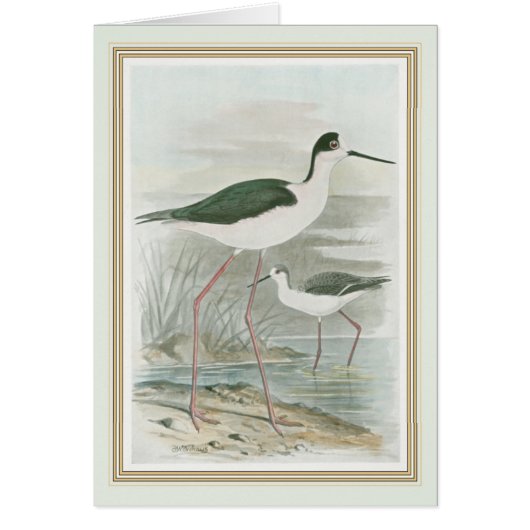 Black-Necked Stilts by the Water (Front)