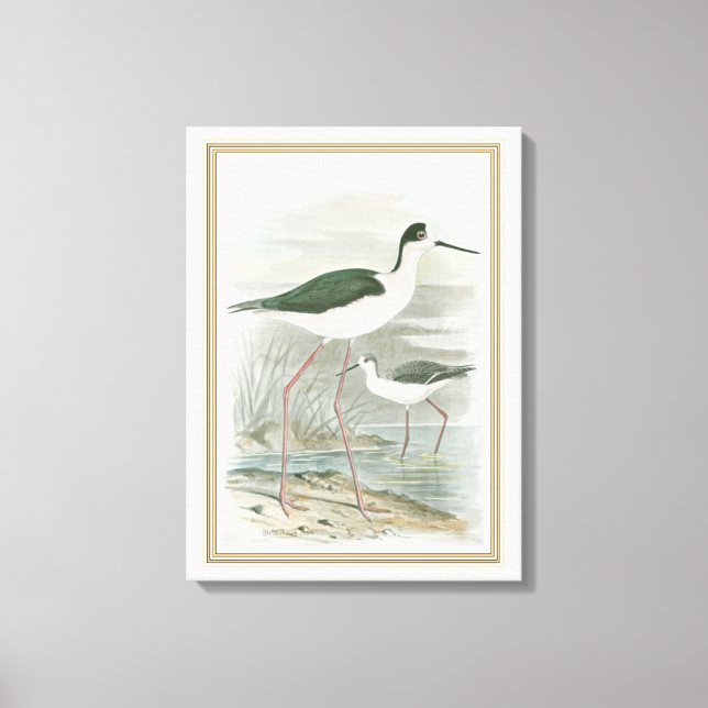 Black-Necked Stilts by the Water Canvas Print (Front)