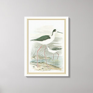 Black-Necked Stilts by the Water Canvas Print