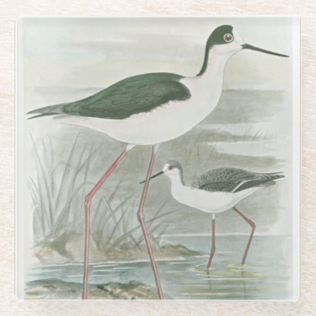 Black-Necked Stilts by the Water Glass Coaster (Front)