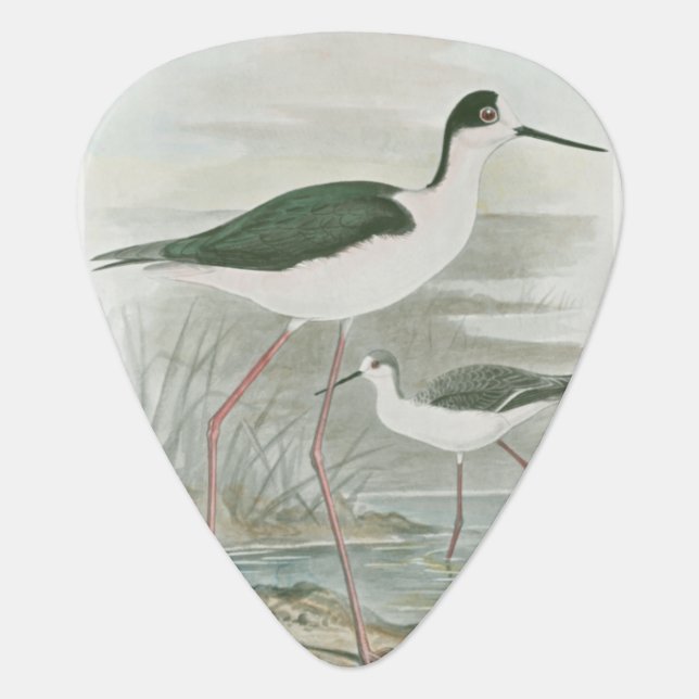 Black-Necked Stilts by the Water Guitar Pick (Front)