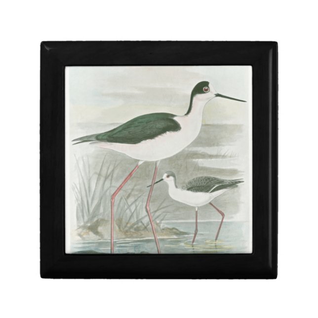 Black-Necked Stilts by the Water Jewelry Box (Front)