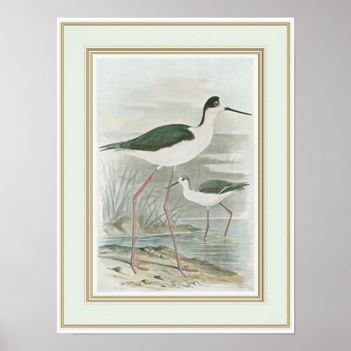 Black_Necked Stilts by the Water Poster