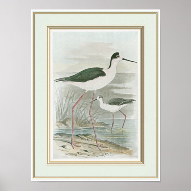 Black-Necked Stilts by the Water Poster (Front)