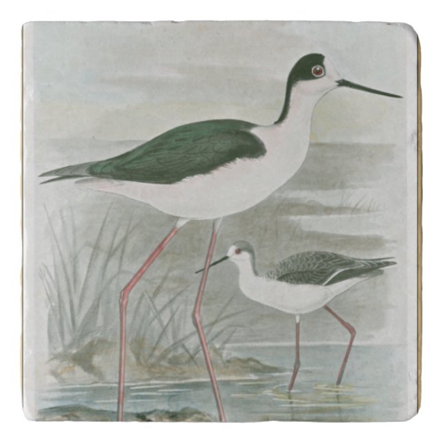 Black-Necked Stilts by the Water Trivet (Front)