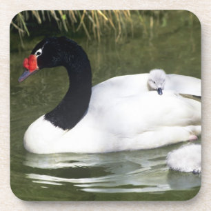 Black-necked swan adult and cygnets in water. beverage coaster