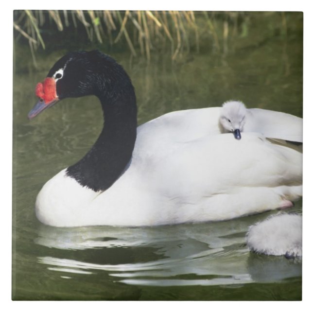 Black-necked swan adult and cygnets in water. ceramic tile (Front)