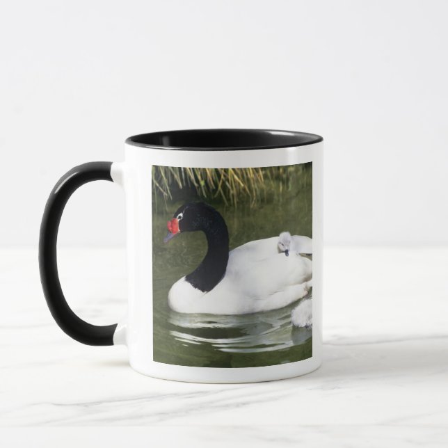 Black-necked swan adult and cygnets in water. mug (Left)