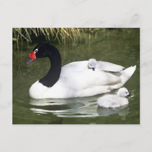 Black_necked swan adult and cygnets in water postcard