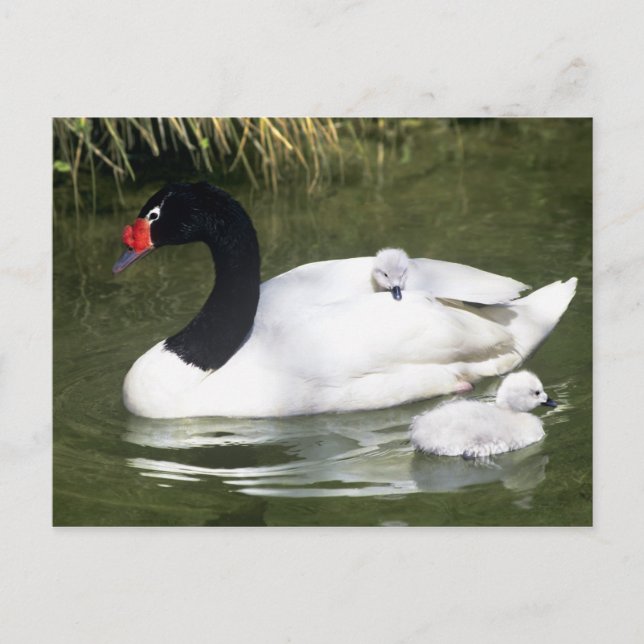 Black-necked swan adult and cygnets in water. postcard (Front)