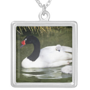 Black-necked swan adult and cygnets in water. silver plated necklace
