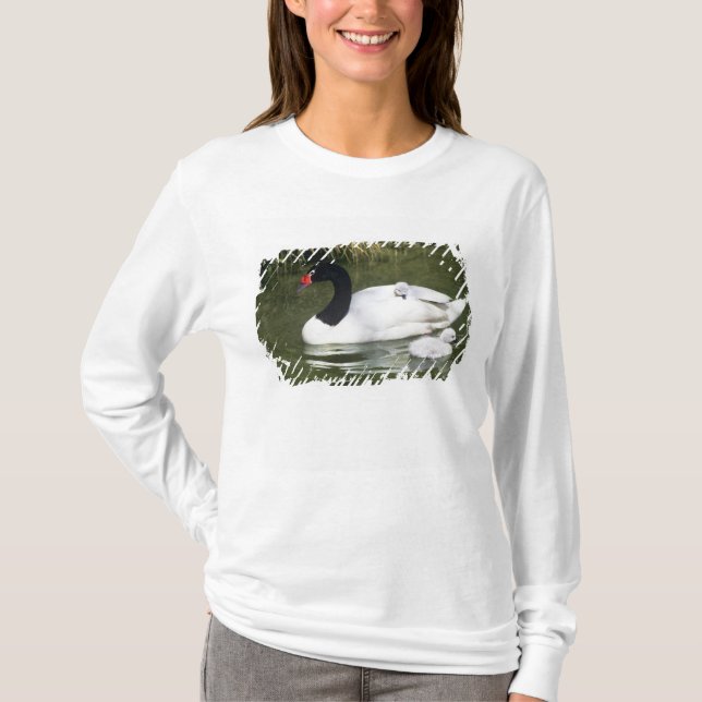 Black-necked swan adult and cygnets in water. T-Shirt (Front)