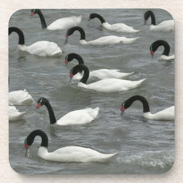Black-necked swans (Cygnus melancoryphus) Beverage Coaster (Front)
