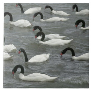 Black-necked swans (Cygnus melancoryphus) Ceramic Tile