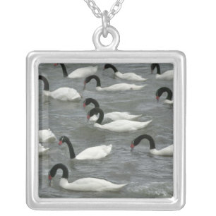 Black-necked swans (Cygnus melancoryphus) Silver Plated Necklace